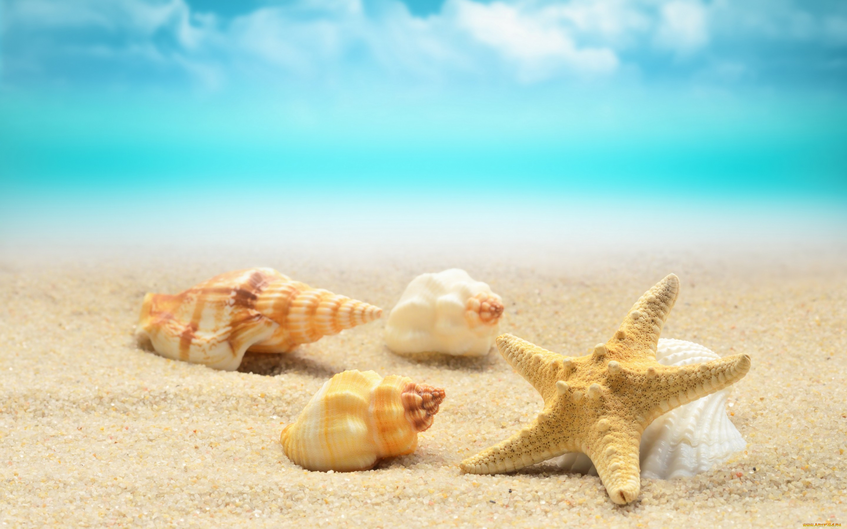 , ,  ,    spa-, , , summer, , , sand, starfish, seashells, sea, blue, beach, 